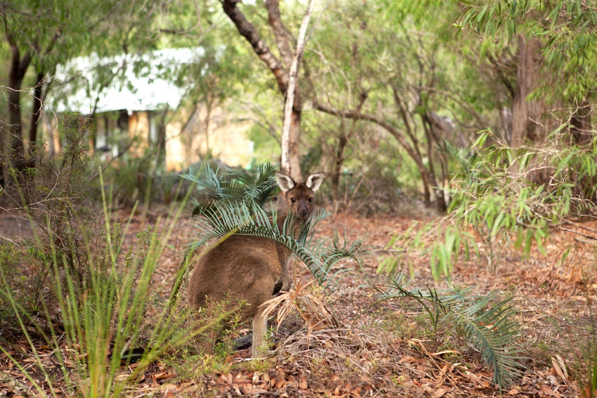 Bussells Bushland Cottages Margaret River Ngoại thất bức ảnh